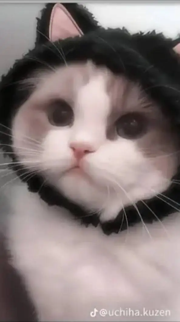 ai character: Your cute cat background