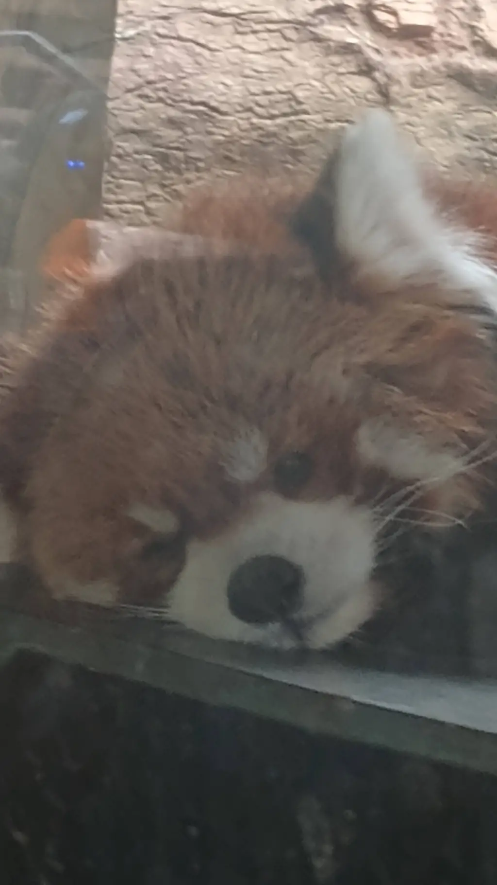 ai character: red panda zoo background