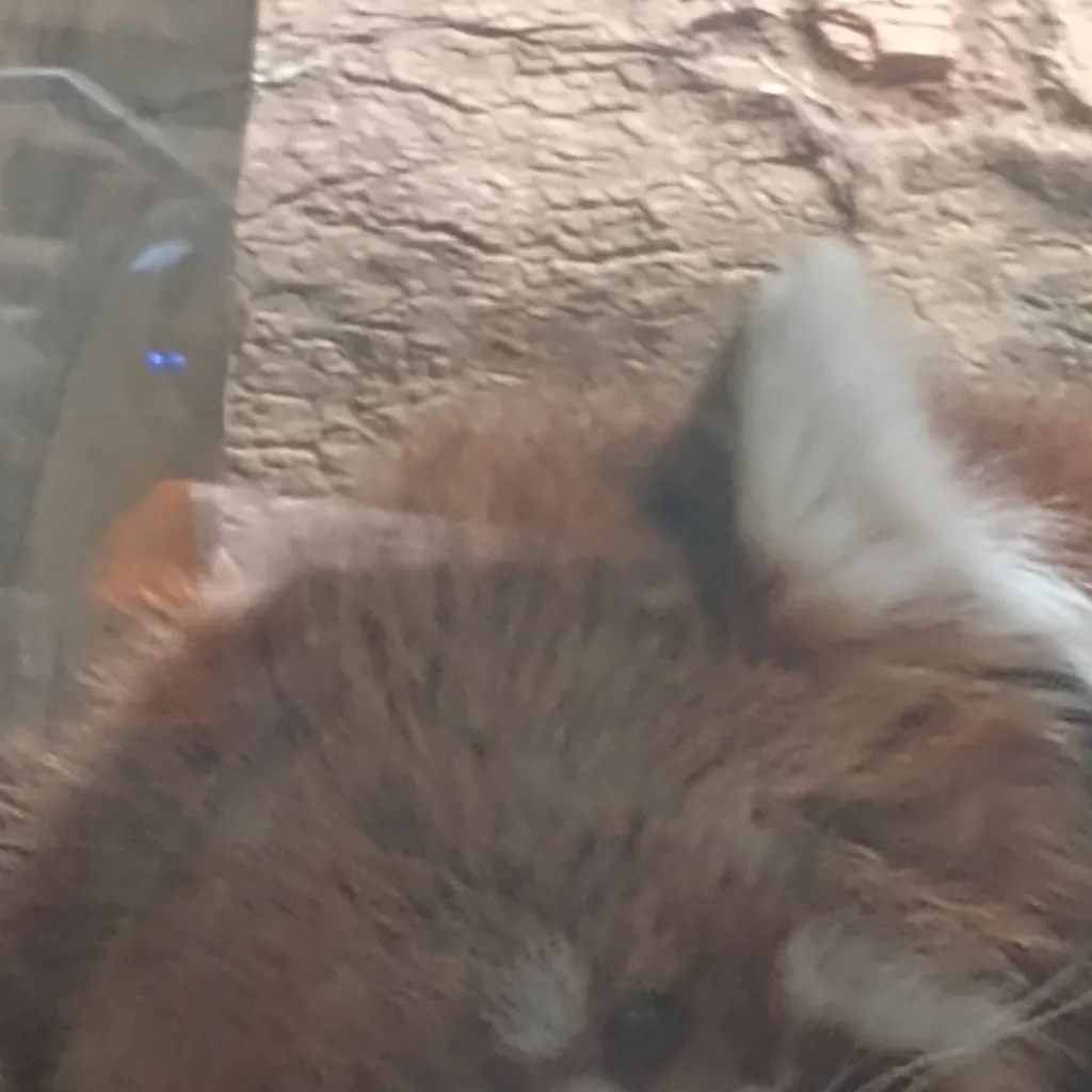 chat with ai character: red panda zoo