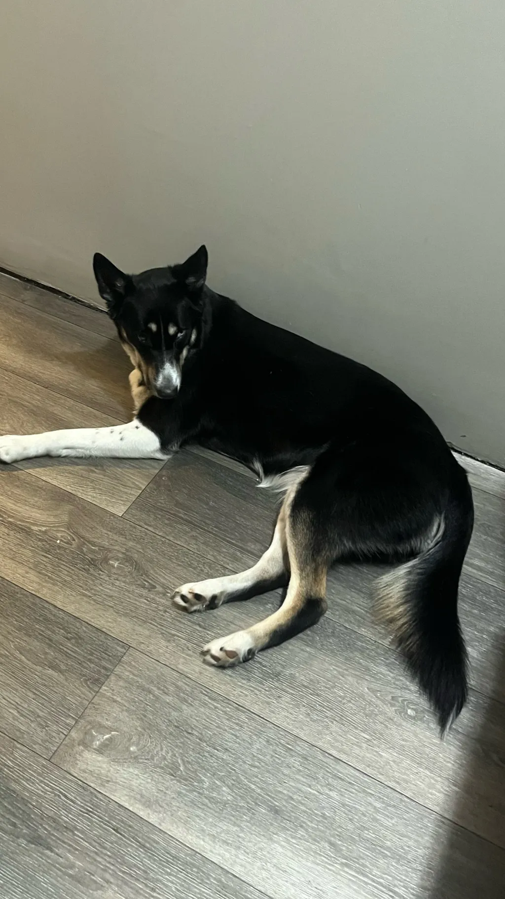 ai character: ￼ Daisy   background