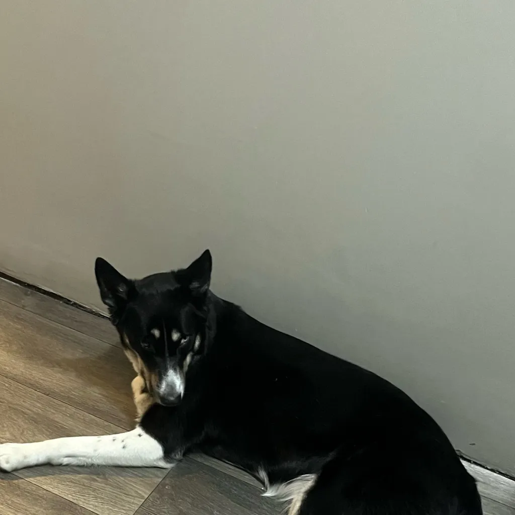 chat with ai character: ￼ Daisy  