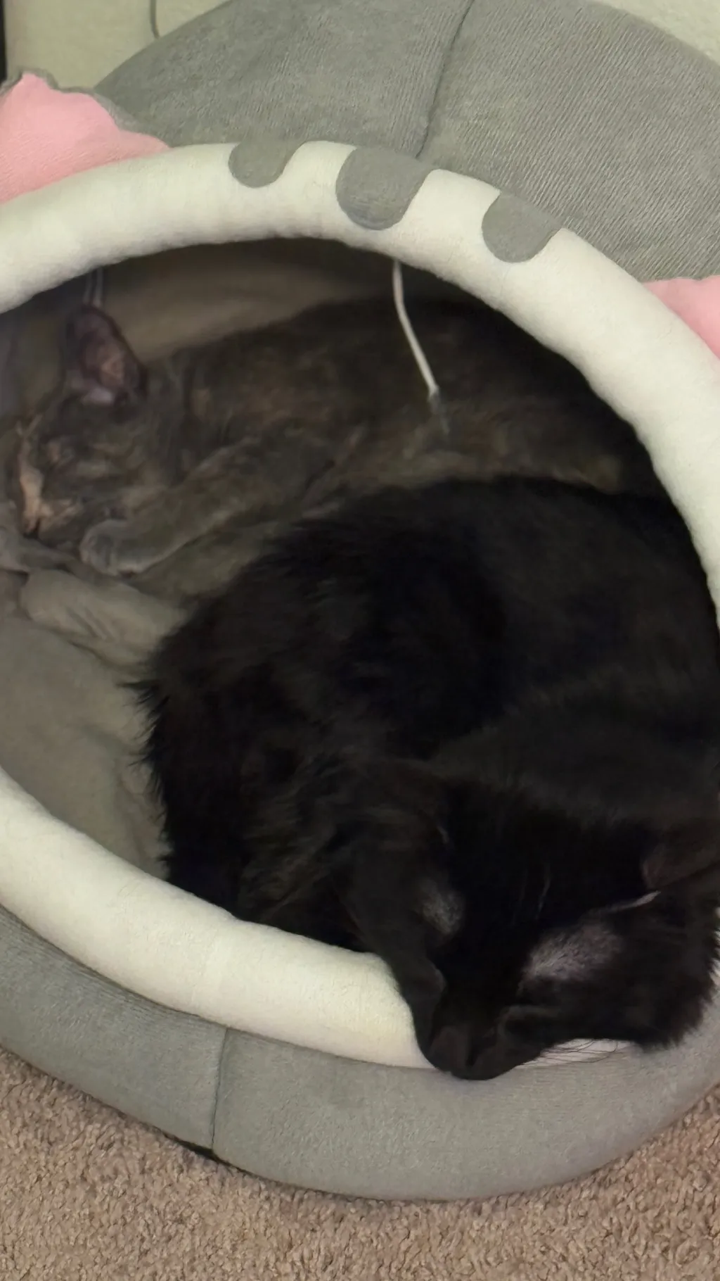 ai character: Cod background