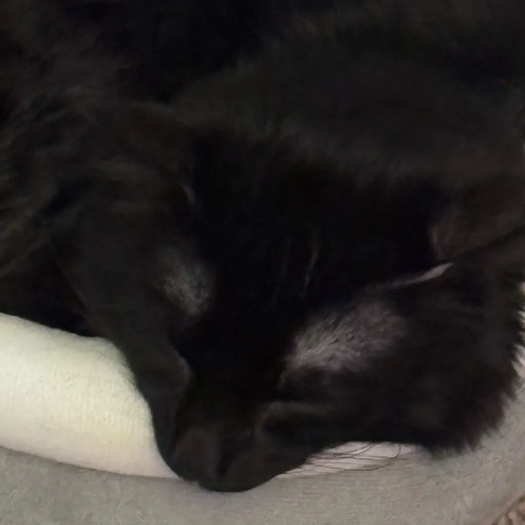 chat with ai character: Cod