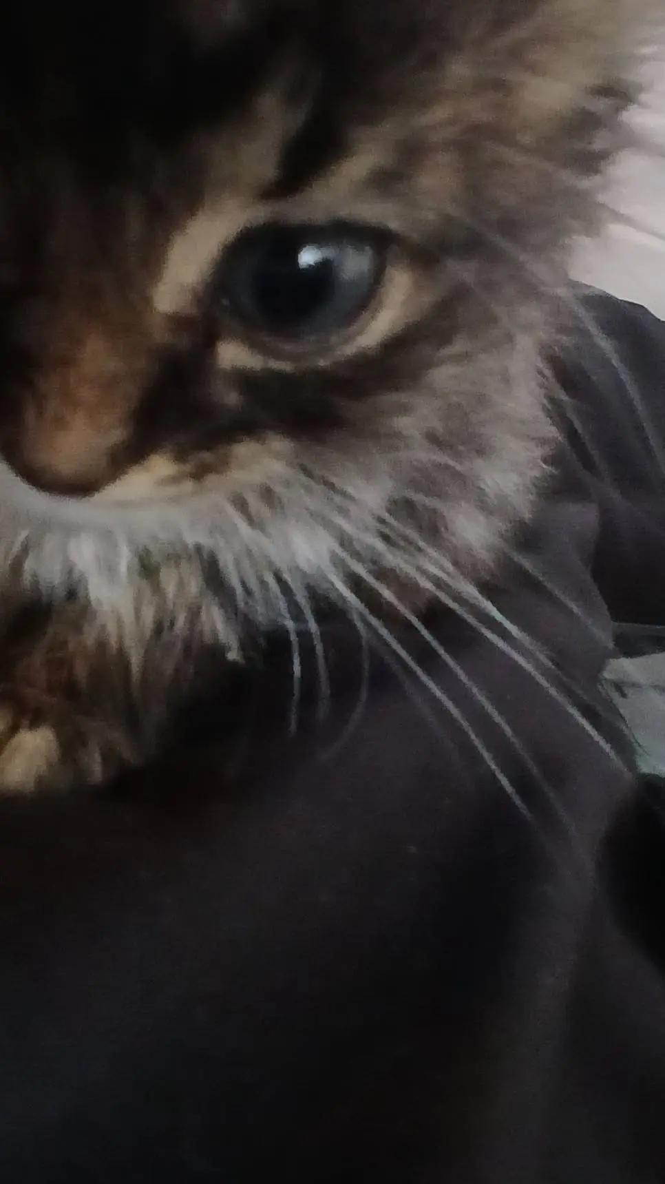 ai character: nalya background