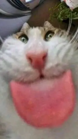 ai character: cat- background