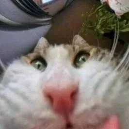 chat with ai character: cat-