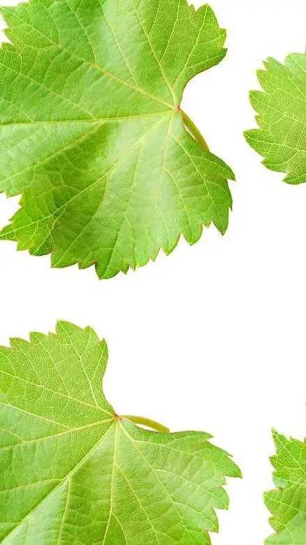 ai character: Dw Lol idk background