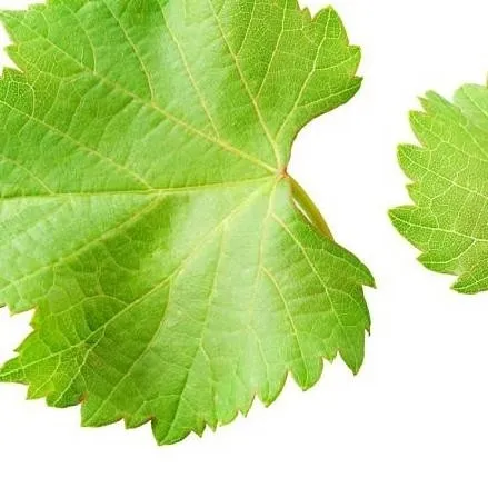 chat with ai character: Dw Lol idk