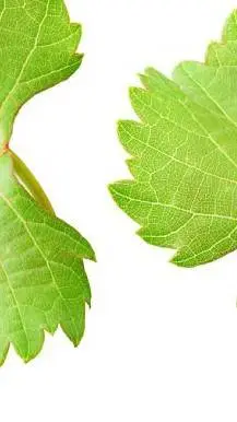 ai character: DW×GREEDY GIRL background