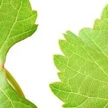 chat with ai character: DW×GREEDY GIRL