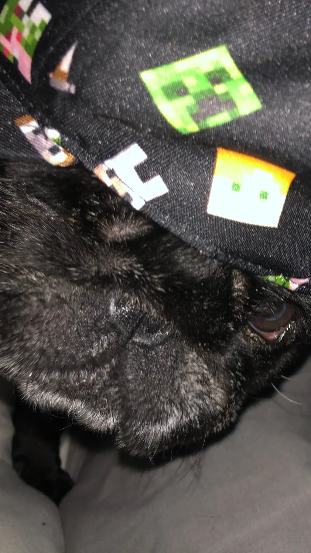 ai character: Alfie background