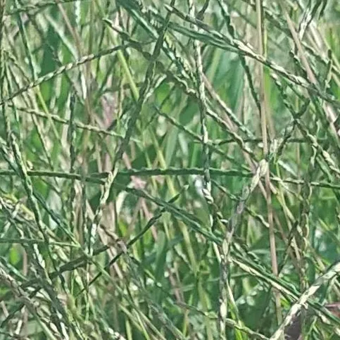 chat with ai character: Piper 💝💖