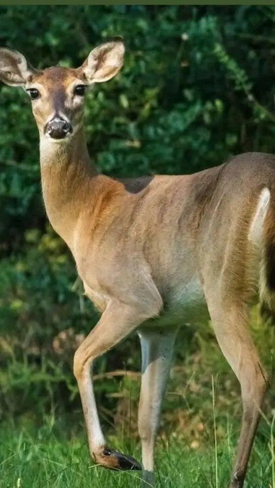 ai character: Tulip 🌷  background