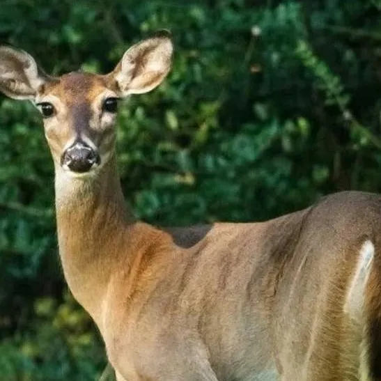 chat with ai character: Tulip 🌷 