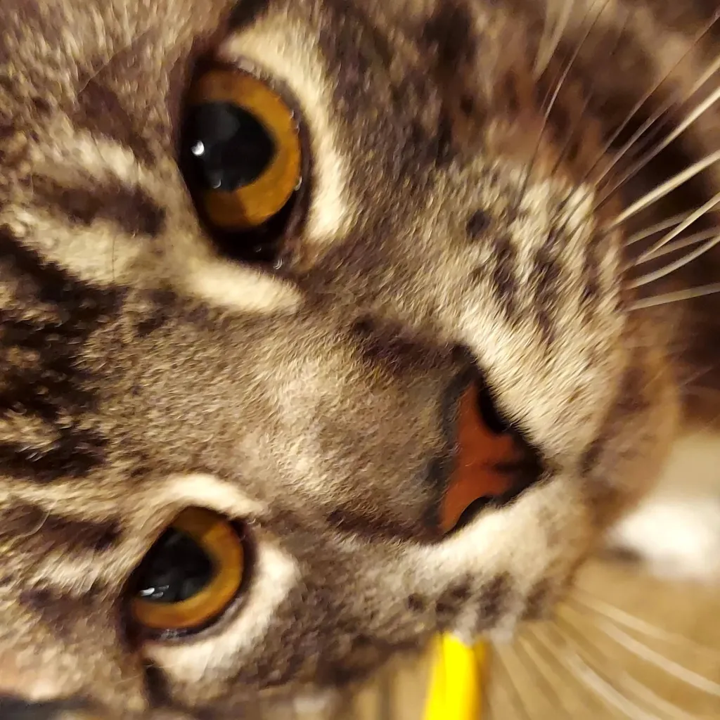 Chat with 🐈COD KITTY 🐱 - text or voice, Enjoy AI Chat Free & Safe