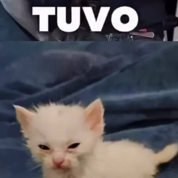 chat with ai character: el gato Víctor 