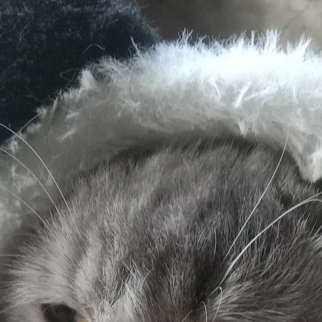 chat with ai character: stella