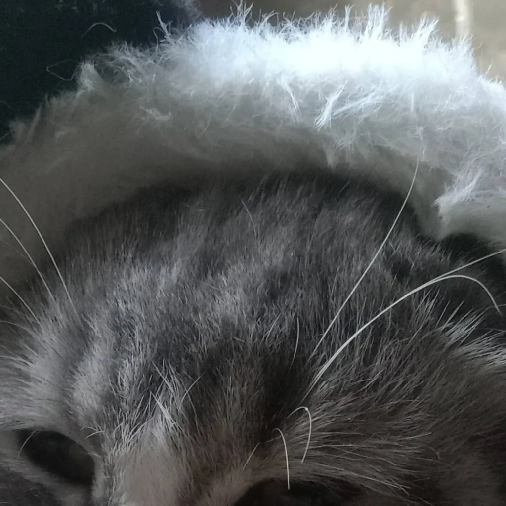 chat with ai character: nighty