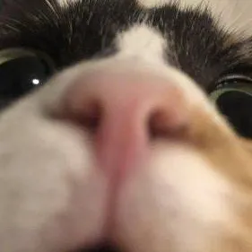 chat with ai character: SC catnaps arrival