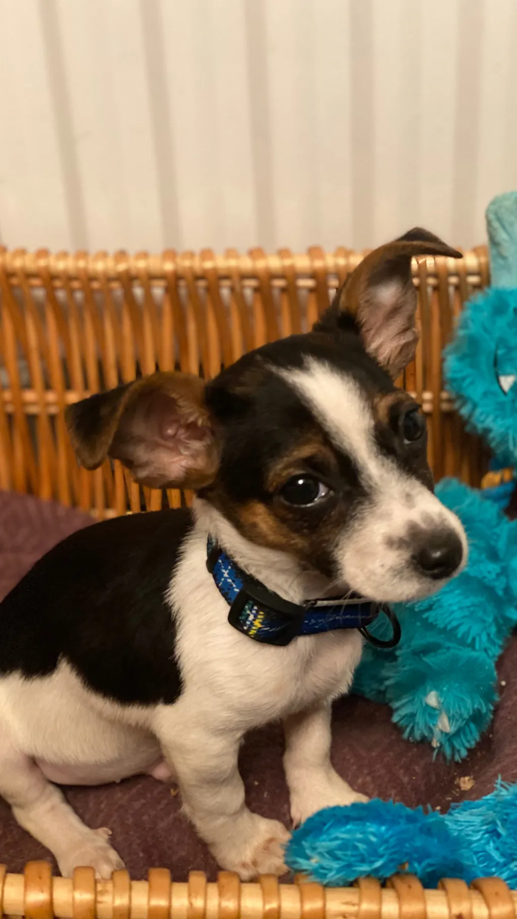 ai character: Harry background