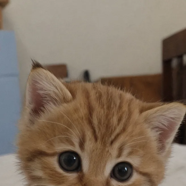 chat with ai character: gatito mocoso