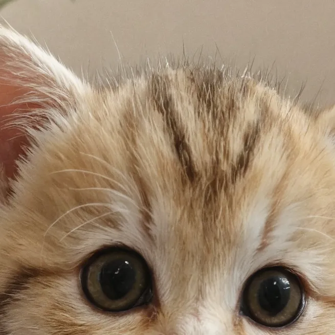chat with ai character: gatito acuático 