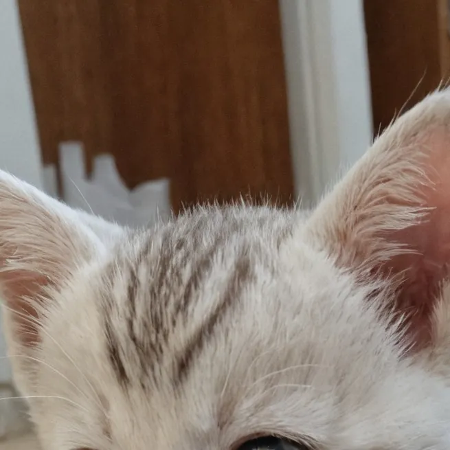 chat with ai character: gatito caido