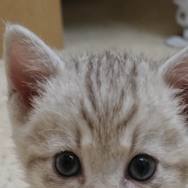 chat with ai character: gatito del vater