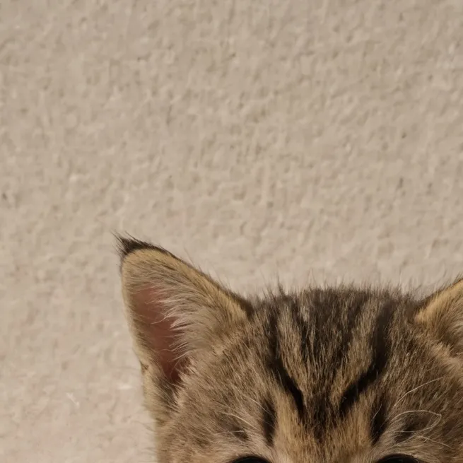 chat with ai character: gatito burlas