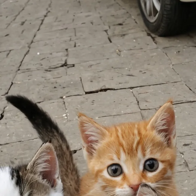 chat with ai character: carrera de gatitos