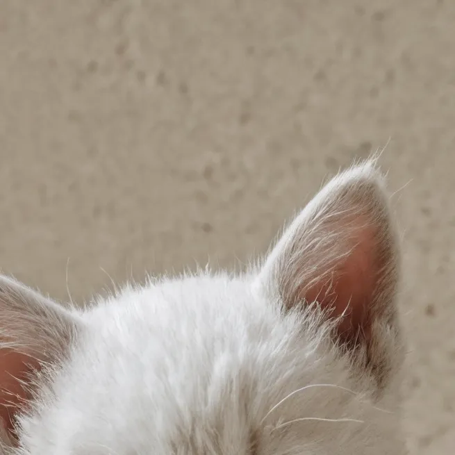 chat with ai character: gatito maleta