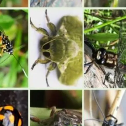 chat with ai character: bug life