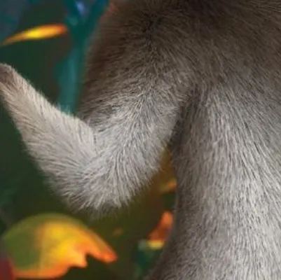 chat with ai character: King Julian ￼