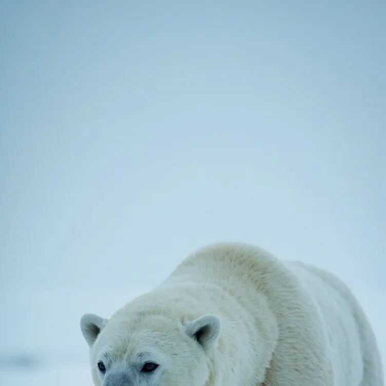 chat with ai character: polar bear