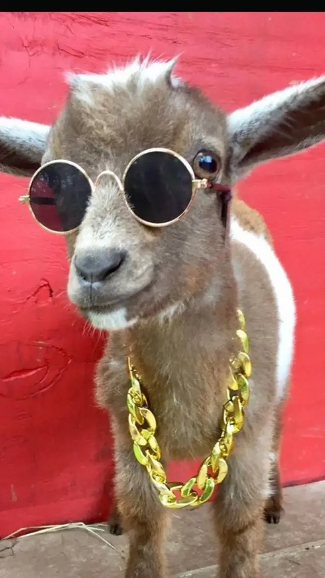 ai character: RICH GOAT  background