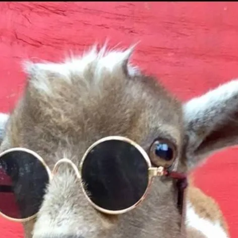 chat with ai character: RICH GOAT 