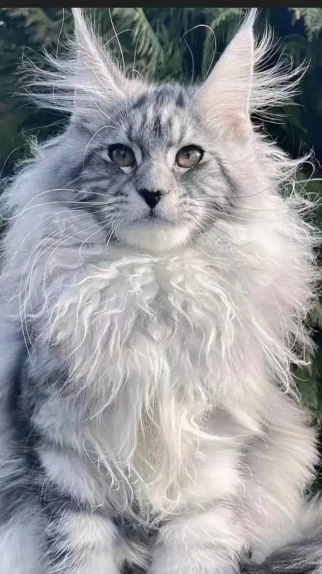 ai character: Maine coon background