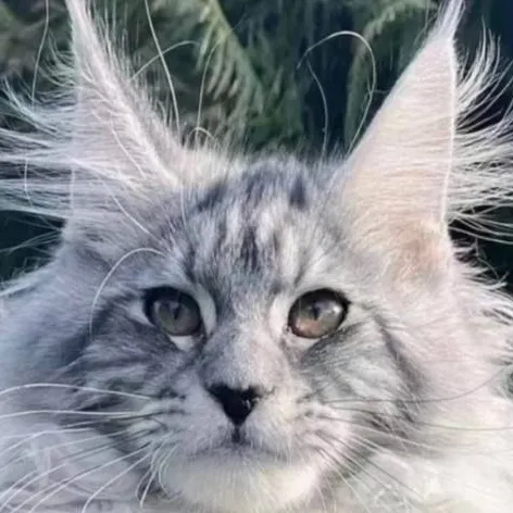 chat with ai character: Maine coon