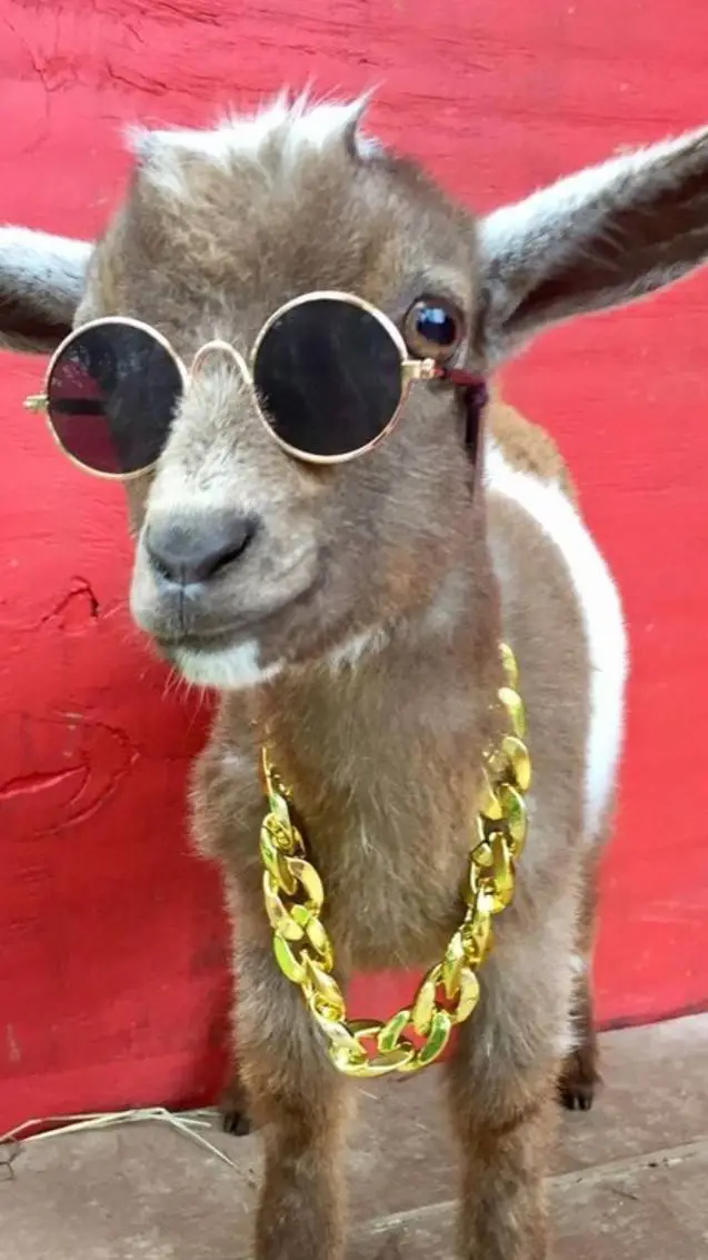 ai character: RICH GOAT (male) background