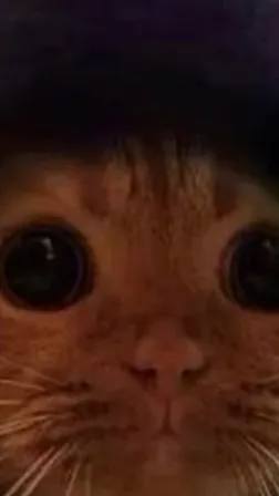 ai character: Your cat background
