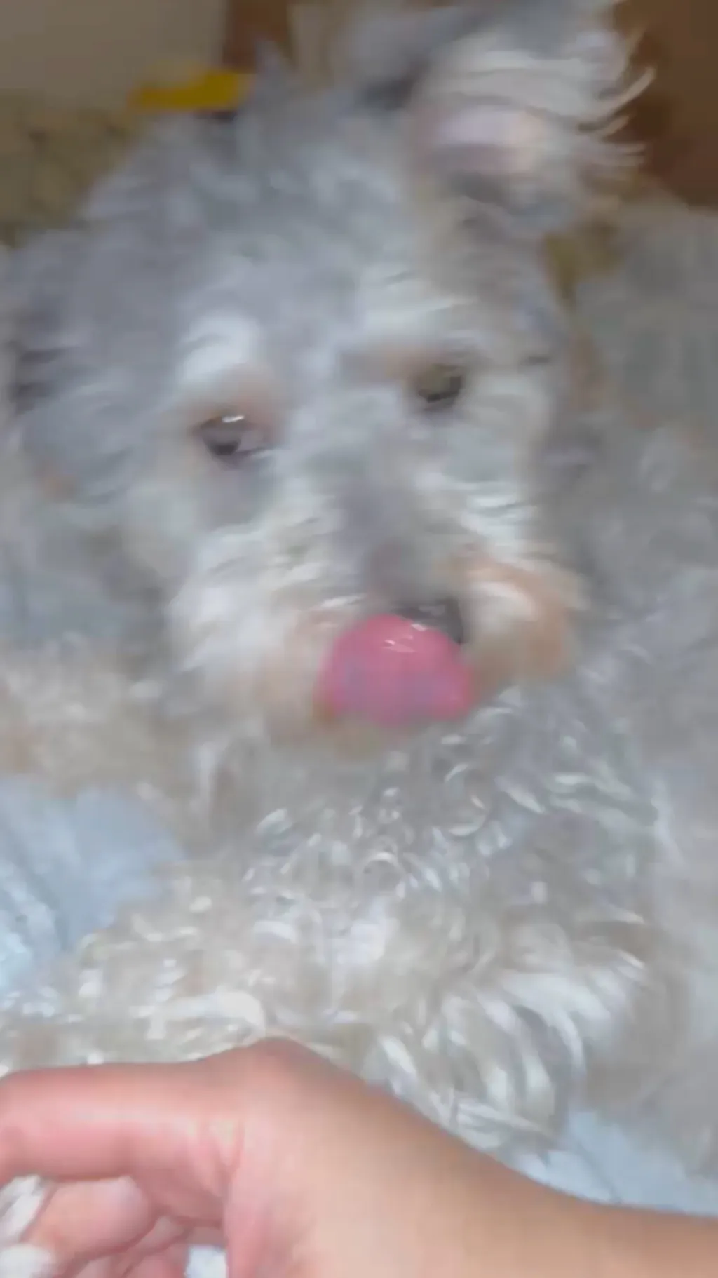 ai character: Jimmy 2026 🦴 background