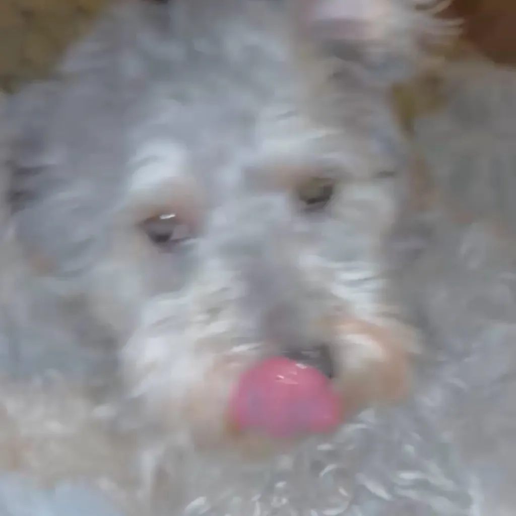 chat with ai character: Jimmy 2026 🦴