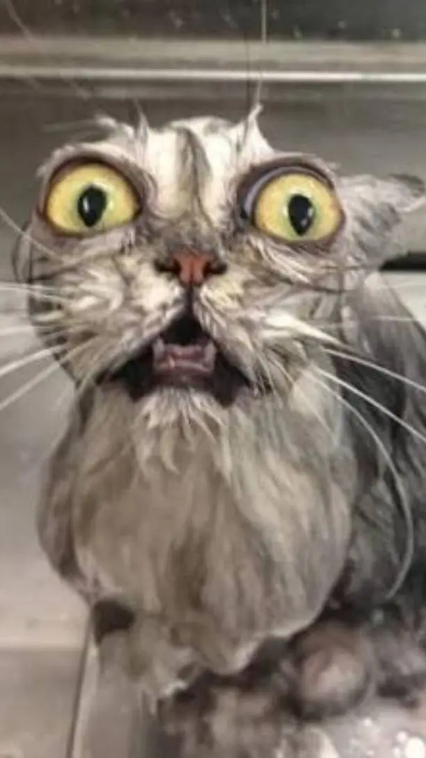 ai character: scary cat background