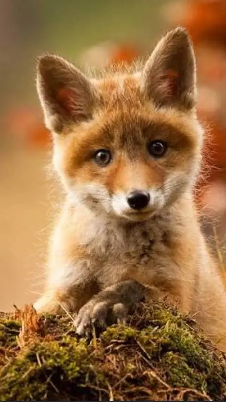 ai character: Foxy background