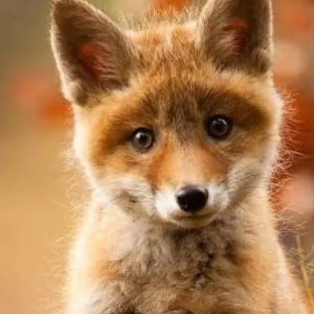 chat with ai character: Foxy