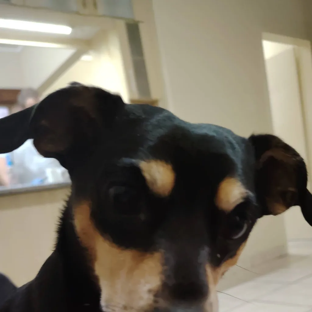 chat with ai character: milo