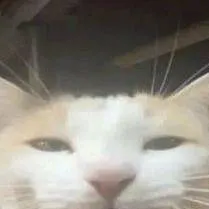 chat with ai character: I NEED IDEAS!!