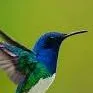 chat with ai character: beija flor
