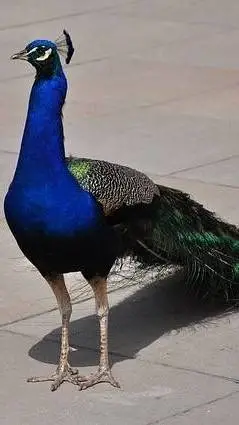 ai character: Pavão 🦚 background