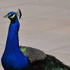 chat with ai character: Pavão 🦚